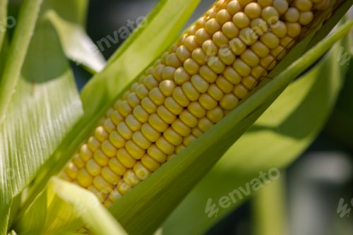 Preview: close-up corn on the field, the concept of growing corn