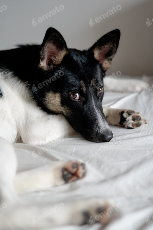 Preview: Cute dog looking at the camera