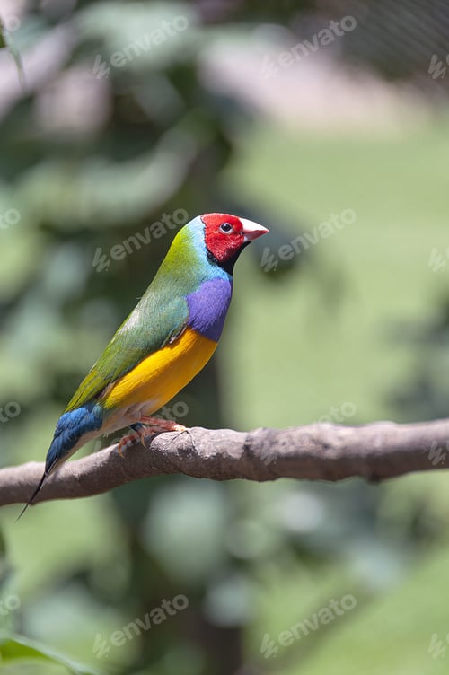 Preview: Multicolored bird