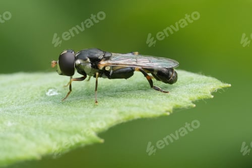 Preview: Closeup on a small European thick-legged hoverfly, Syritta pipiens sitting on a green leaf