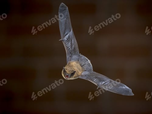 Preview: Flying Pipistrelle bat in front of bricks