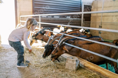 Preview: Little girl feeds hay to the big brown goats leaning out from behind the fence of the pen