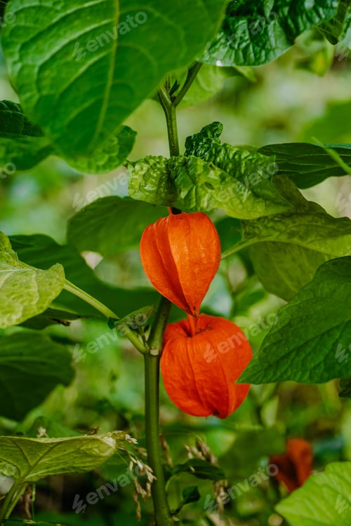 Preview: Red physalis alkekengi close-up. Exotic fruit on branch.
