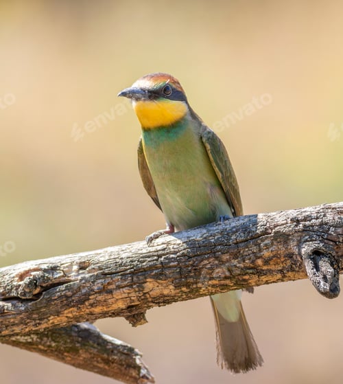 Preview: European bee-eater, merops apiaster. The chick flew out of the nest, landed on a branch