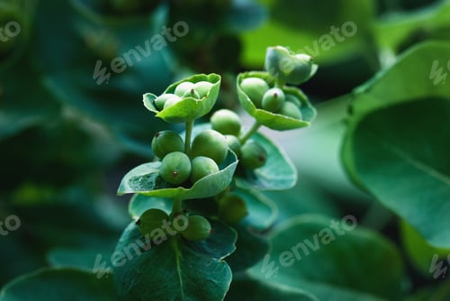 Preview: lonicera caprifolium berries, goat leaf honeysuckle green fruits closeup
