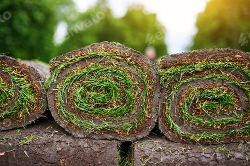 Preview: making new lawn using roll grass