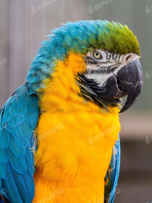 Preview: bird, parrot, Scarlet, Macaw