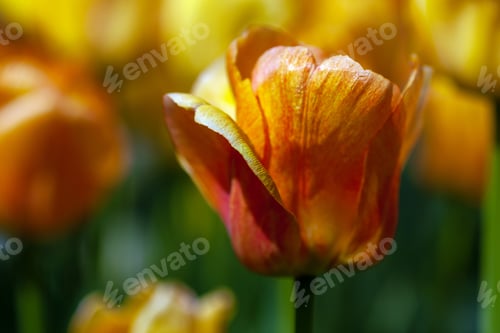 Preview: yellow-orange tulips in spring garden, closeup