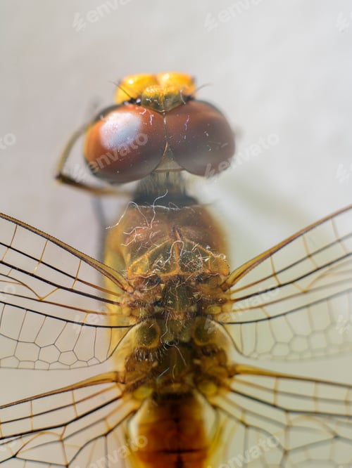 Preview: Dragonfly eyes overhead view macro shot.