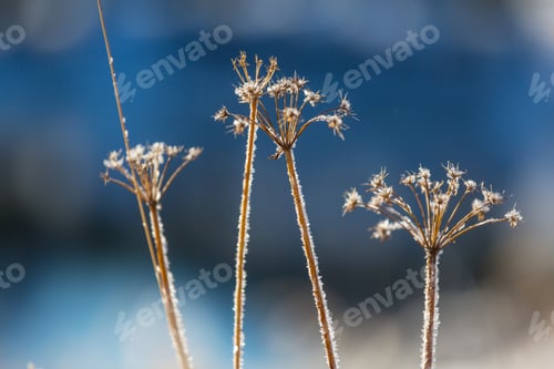 Preview: Frozen meadow