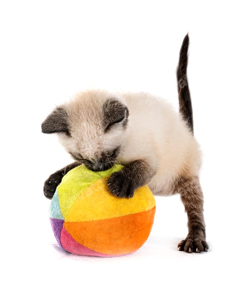 Preview: kitten in studio