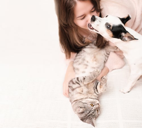 Preview: young woman playing with a cat and a dog on a bed, jack russell terrier bites owner by the nose.