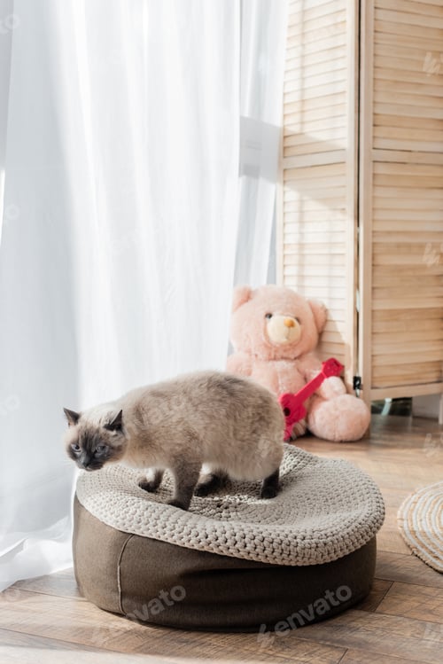 Preview: cat on soft pouf and teddy bear on blurred background