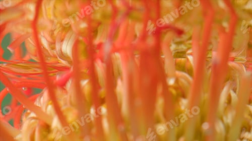 Preview: Close-up reflection of flower under water. Stock footage. Mirror image of flower in water. Exotic