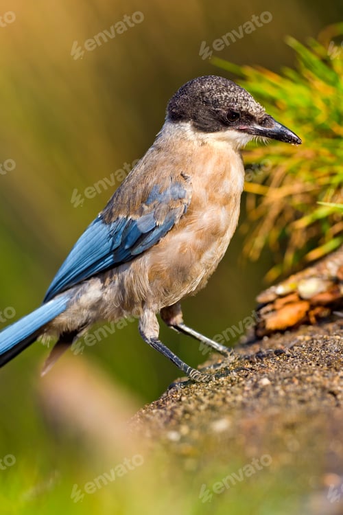 Preview: Azure-winged Magpie, Mediterranean Forest, Spain