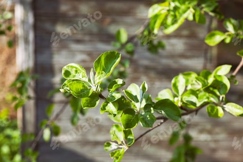 Preview: Green apple tree branch with fresh leaves background. Ecological cottagecore lifestyle wallpaper.