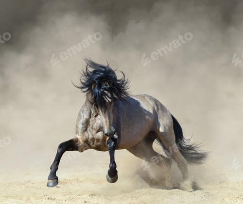 Preview: Golden dun Purebred Andalusian horse playing on sand.
