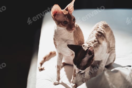 Preview: Cute kitties sitting on bed in hotel room