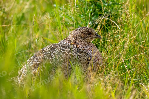 Preview: Spotted pheasant perched on the grassy terrain of a meadow