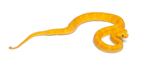 Preview: Yellow Eyelash Viper - Bothriechis schlegelii, poisonous, white background