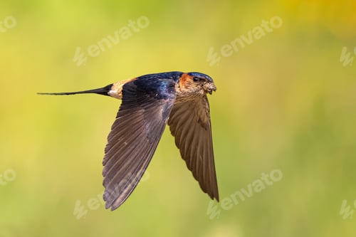 Preview: The Red Tumped Swallow