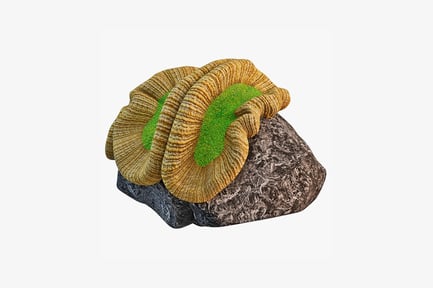 Preview: Layered spiral structure on a rock formation