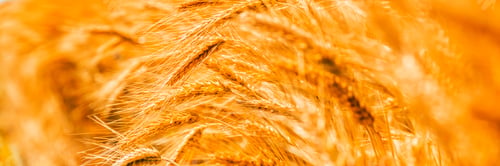 Preview: Sunny golden wheat field