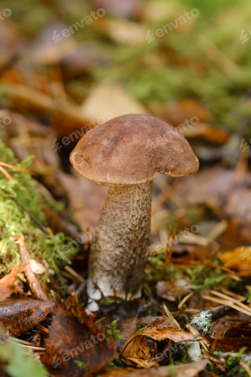 Preview: Brown mushroom growing among damp moss and fallen leaves in a tranquil