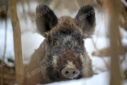 Preview: Wild pig with snow. Young Wild boar in wintery forest. Wildlife scene from nature
