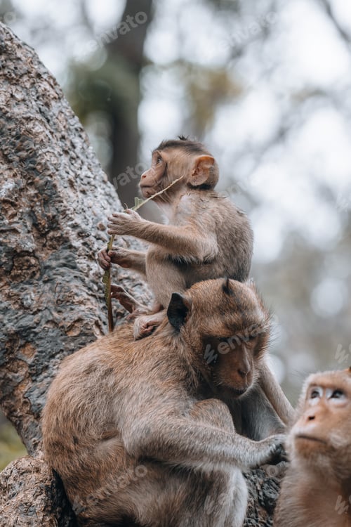 Preview: Macaque monkeys and baby monkey in Phetchaburi Thailand Asia