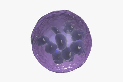 Visualização: Megacariócito: célula gigante da medula óssea