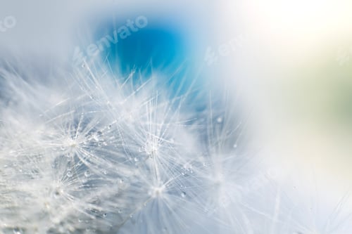 Preview: dandelion seeds with drops of water on a blue background close-up