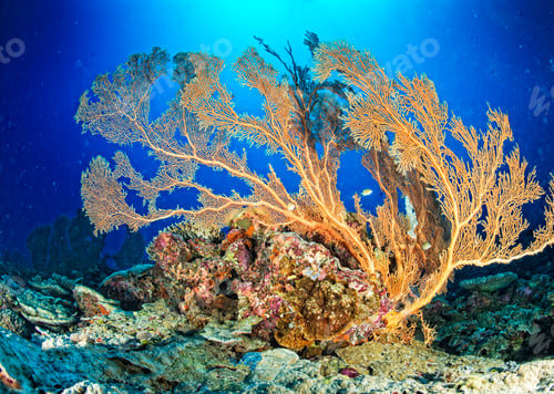 Preview: Underwater Photograph surrounded by coral reef sceneUnderwater Photograph surrounded by coral reef s