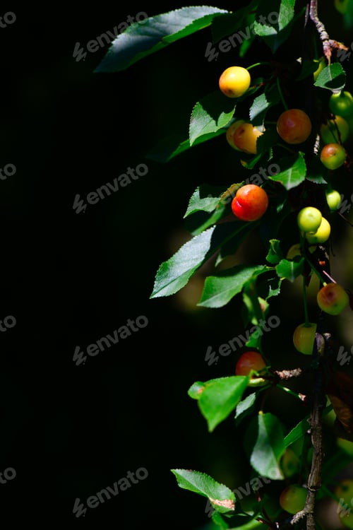 Preview: Detail of cherry plant