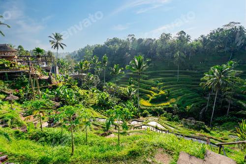 Preview: Tegalalang beautiful green rice terrace in Bali, Indonesia