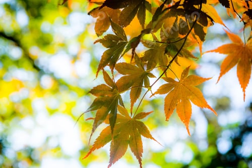 Preview: Autumn leaves in the morning sun with amber colored maple leaves