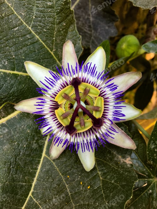 Preview: Image of Passiflora caerulea