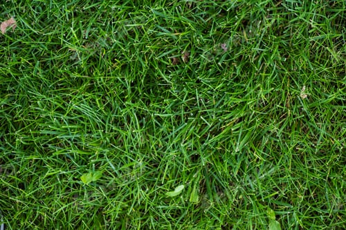 Vorschau: Blick von oben auf grünes Gras auf der Wiese