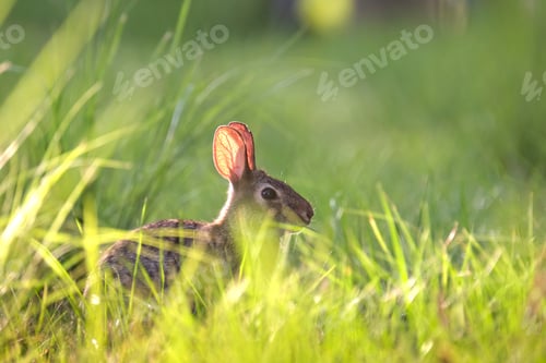 Preview: Grey small hare eating grass on summer field. Wild rabbit in nature