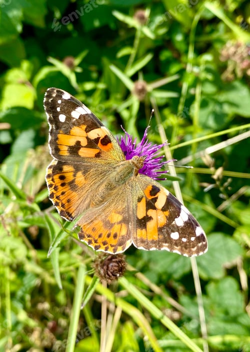 Preview: Painted Lady Butterfly