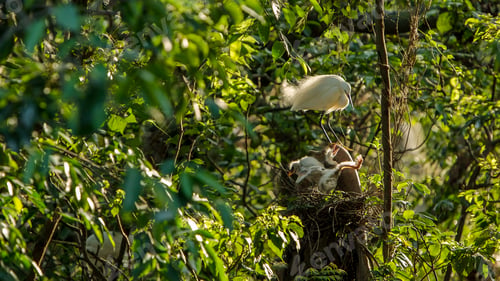 Preview: Mother white Egretta Garzetta feeding her nestlings in nest with sunset