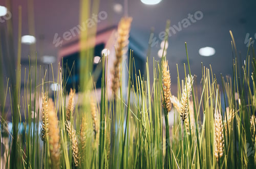 Preview: Wheat field in a shopping mall