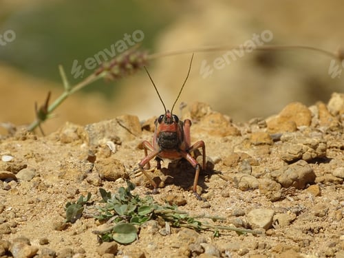 Preview: Friendly grasshopper looking into the camera