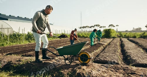 Preview: Man, farming and wheelbarrow on land, healthy food and sustainability in eco friendly agriculture.