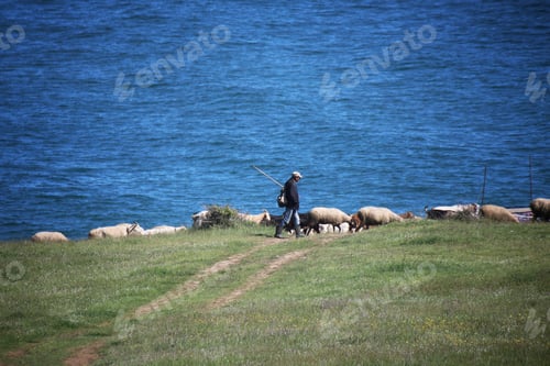 Preview: Flock of sheep