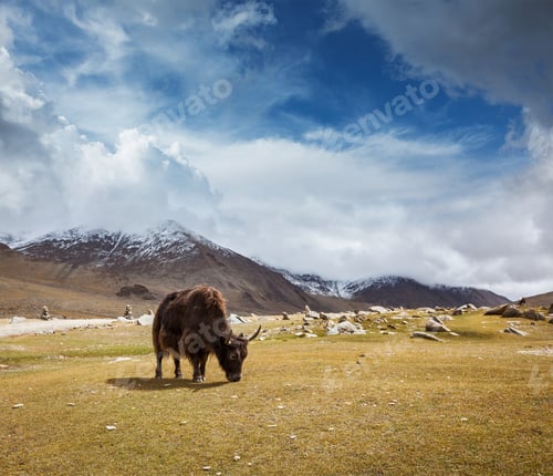 Preview: Yak grazing in Himalayas