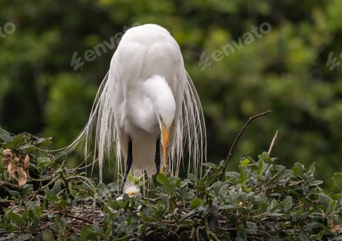 Preview: A Great Egret in Florida