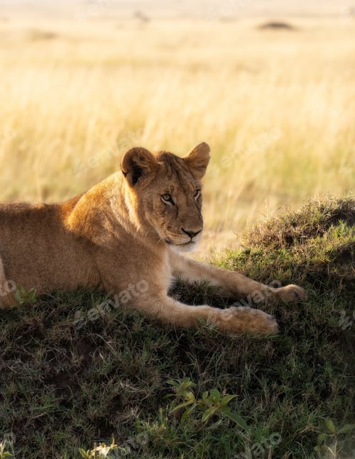 Preview: Lioness