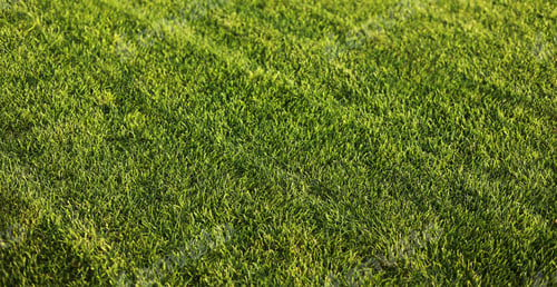 Preview: Green grass close-up. cut green juicy lawn. Alpine meadow densely overgrown with grass. Field
