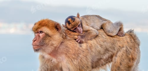 Preview: Mother and Baby Monkey, Barbary macaque at Rock of Gibraltar, UK